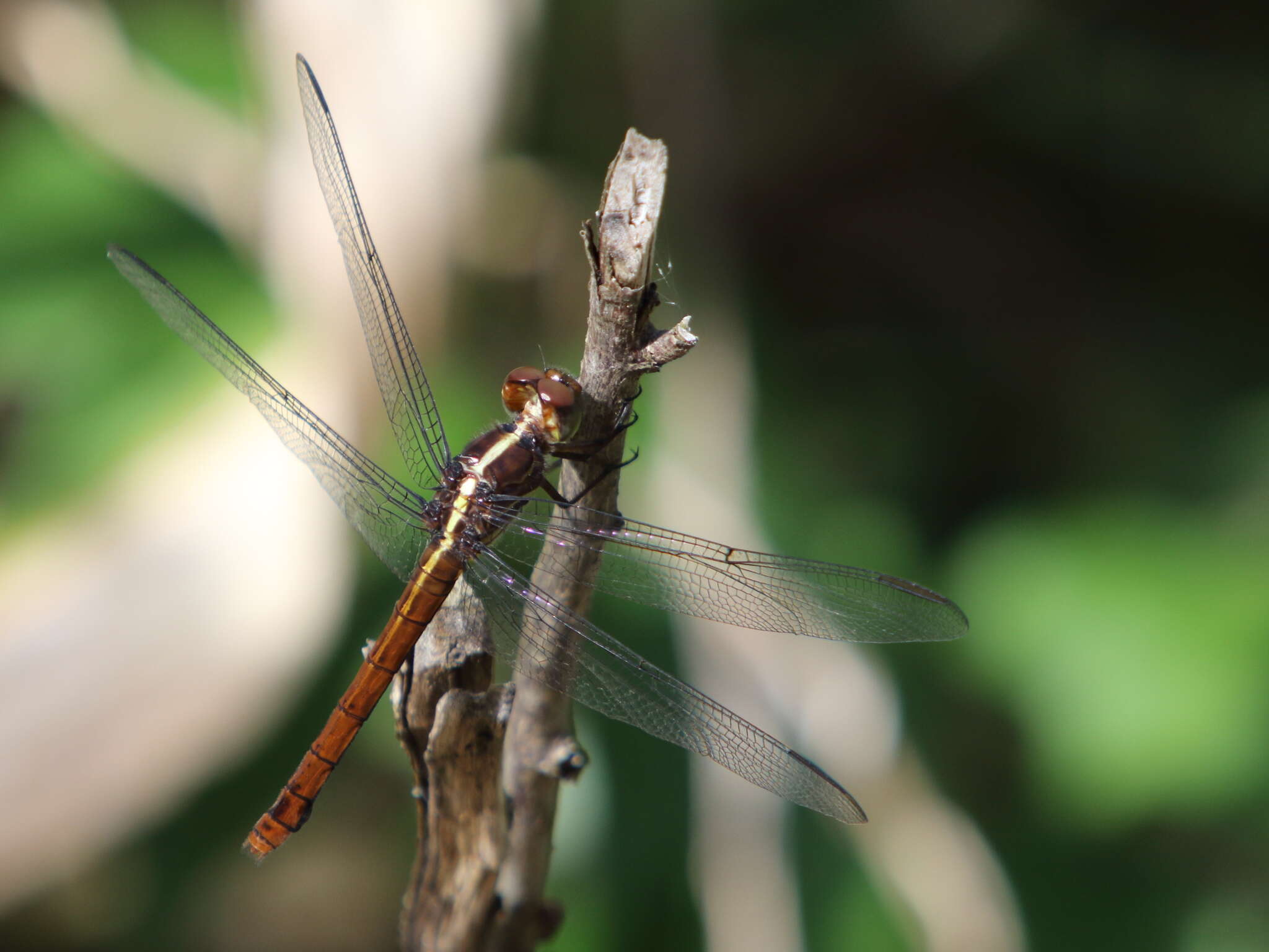 Image of Orthemis macrostigma (Rambur 1842)