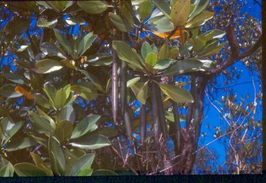 Image of Mangrove