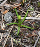 Image of Phylloglossum