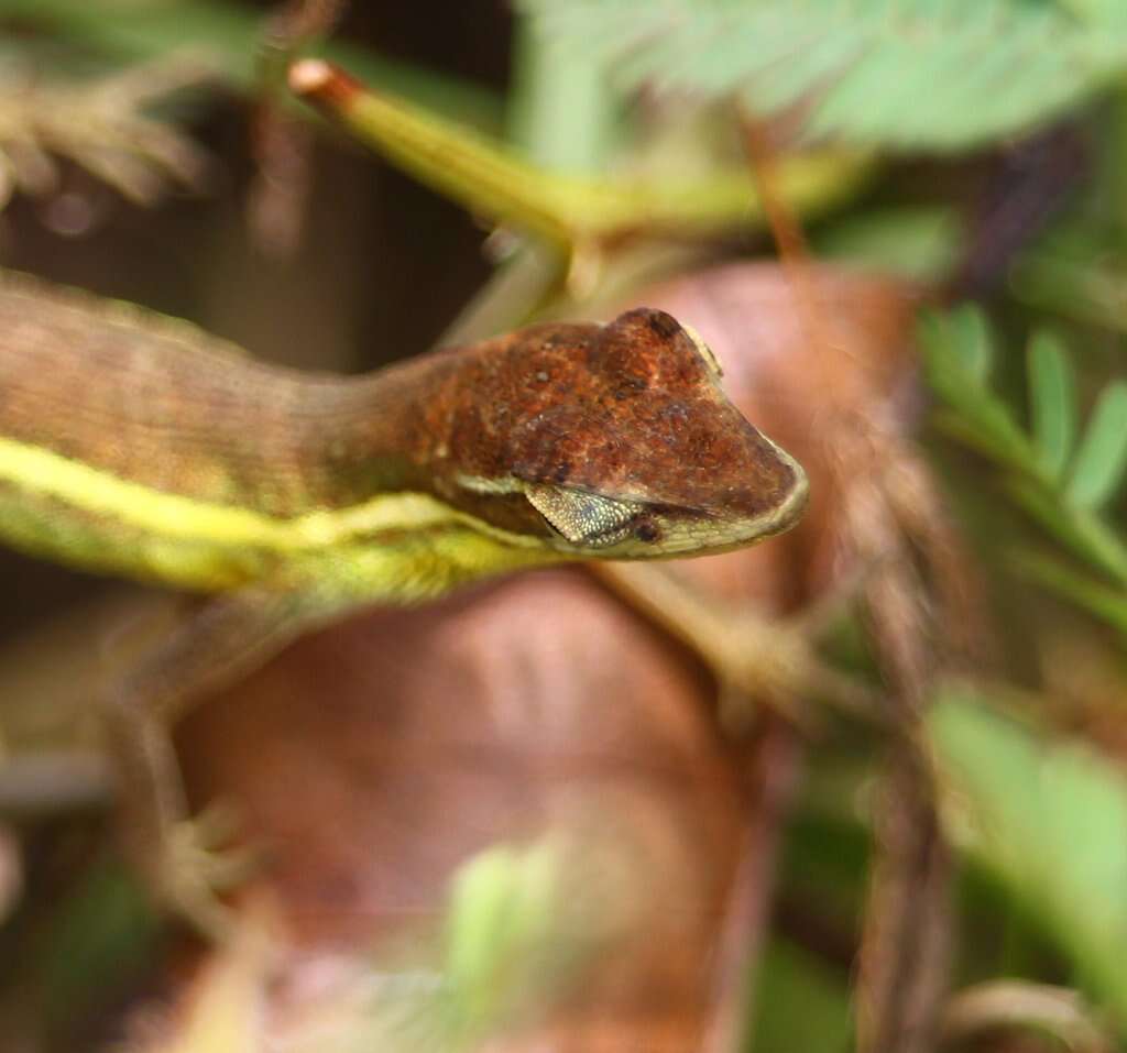 Image of Grass Anole