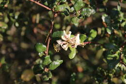 Image of southern honeysuckle