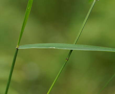 Sivun Ehrharta juncea (R. Br.) Spreng. kuva