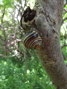 Image of Brown Lipped Snail