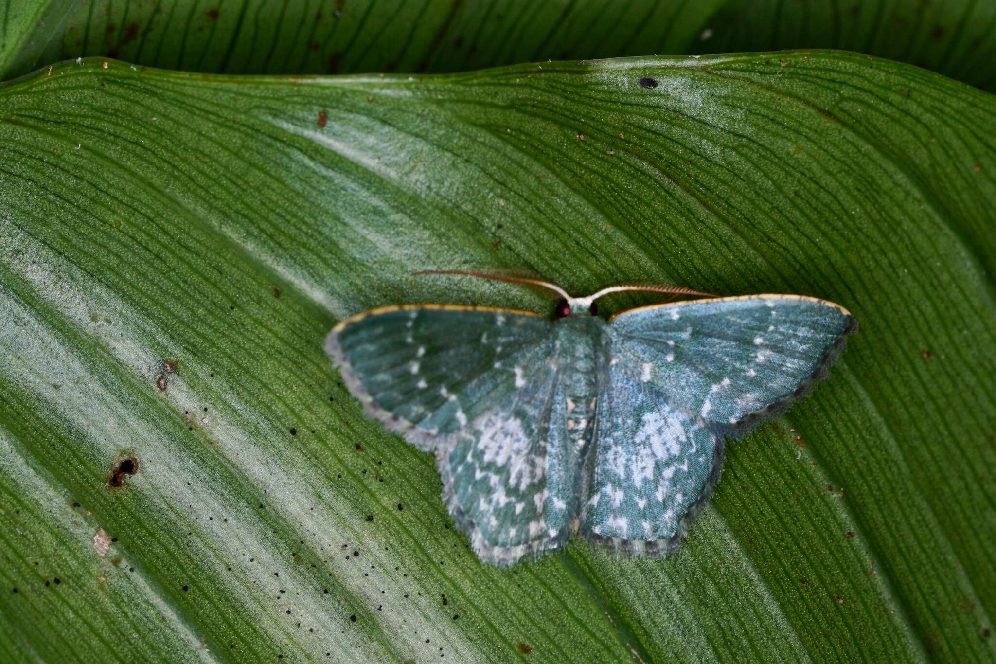 Image of Chloropteryx dealbata Warren 1909