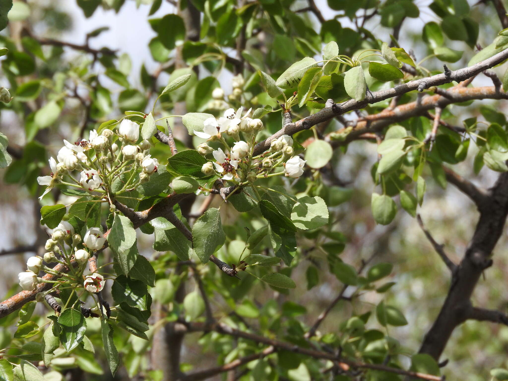 Plancia ëd Pyrus bourgaeana Decne