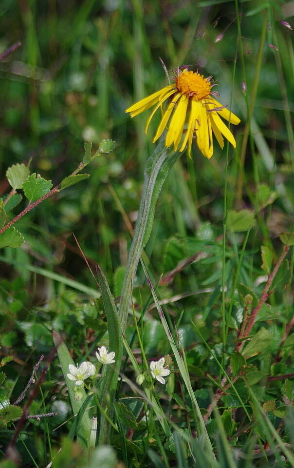 Image of fuscate groundsel