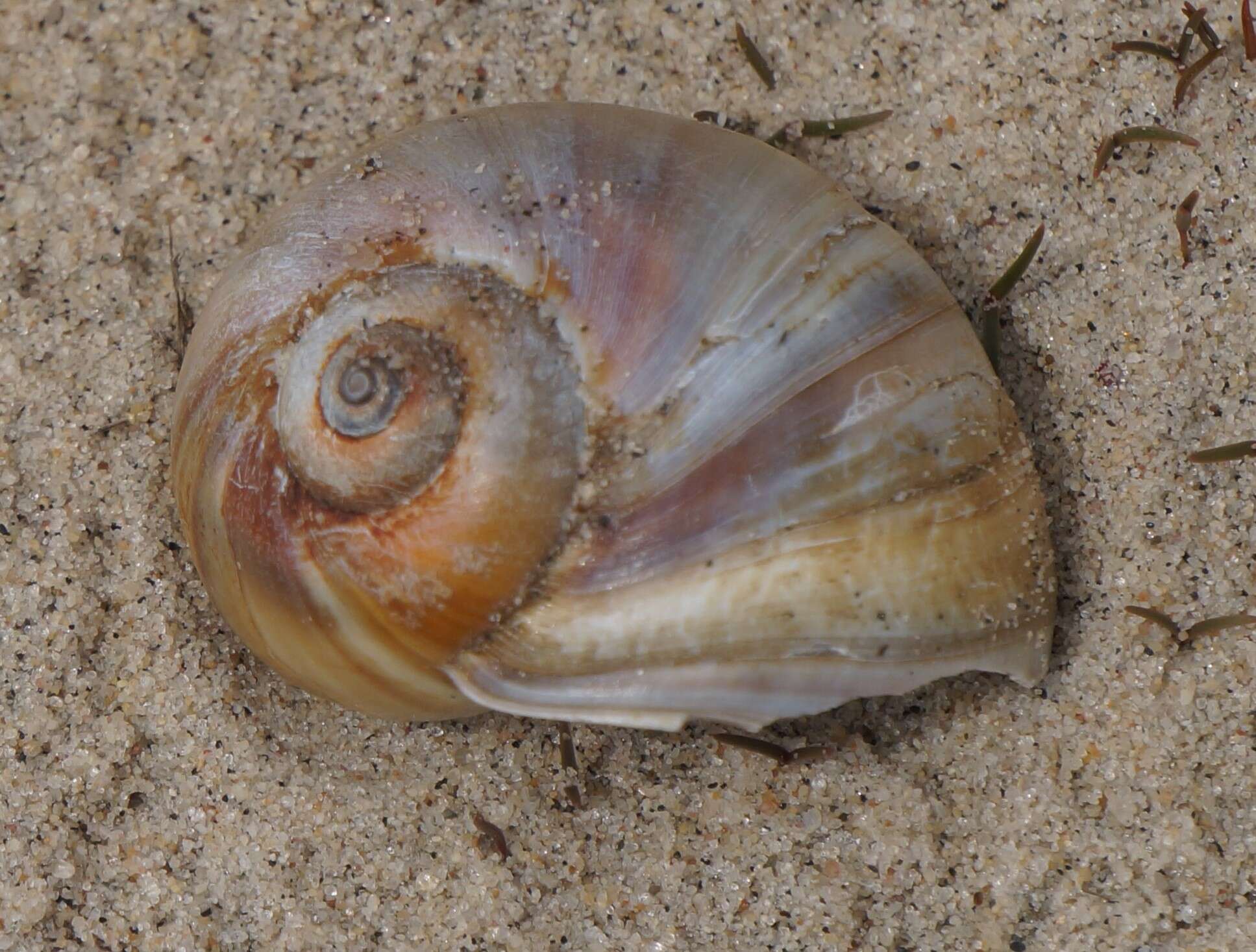 Image of common northern moonsnail