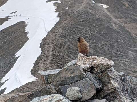 Image of Brown-capped Rosy Finch