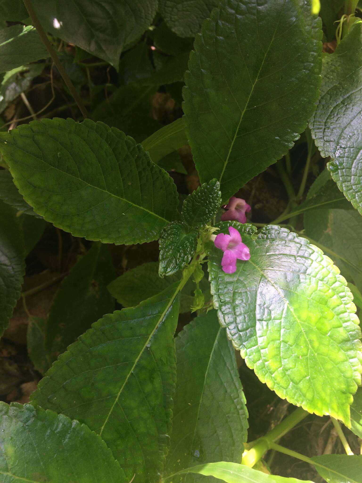 Image of Chrysothemis melittifolia