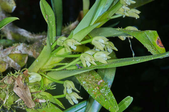 Image of Maxillaria anceps Ames & C. Schweinf.