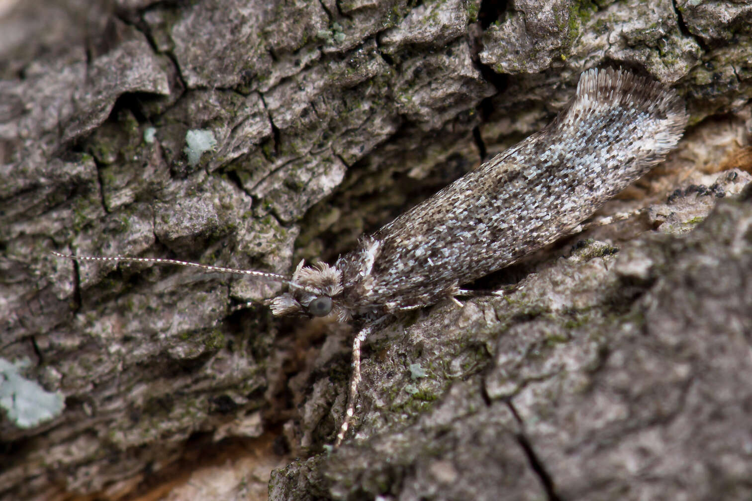 Image of Ypsolopha vittella (Linnaeus 1758)