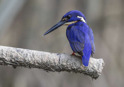 Image of Azure Kingfisher