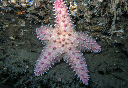 Image of Poraniopsis inflata (Fisher 1906)