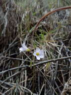 Sivun Oxalis cuatrecasasii A. Lourteig kuva