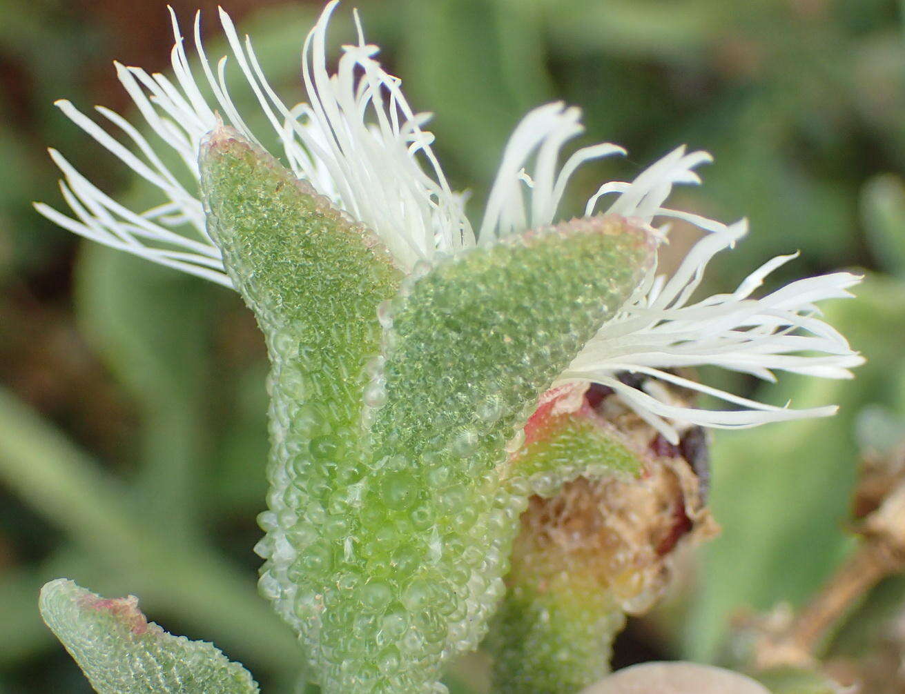 Image of Mesembryanthemum guerichianum Pax