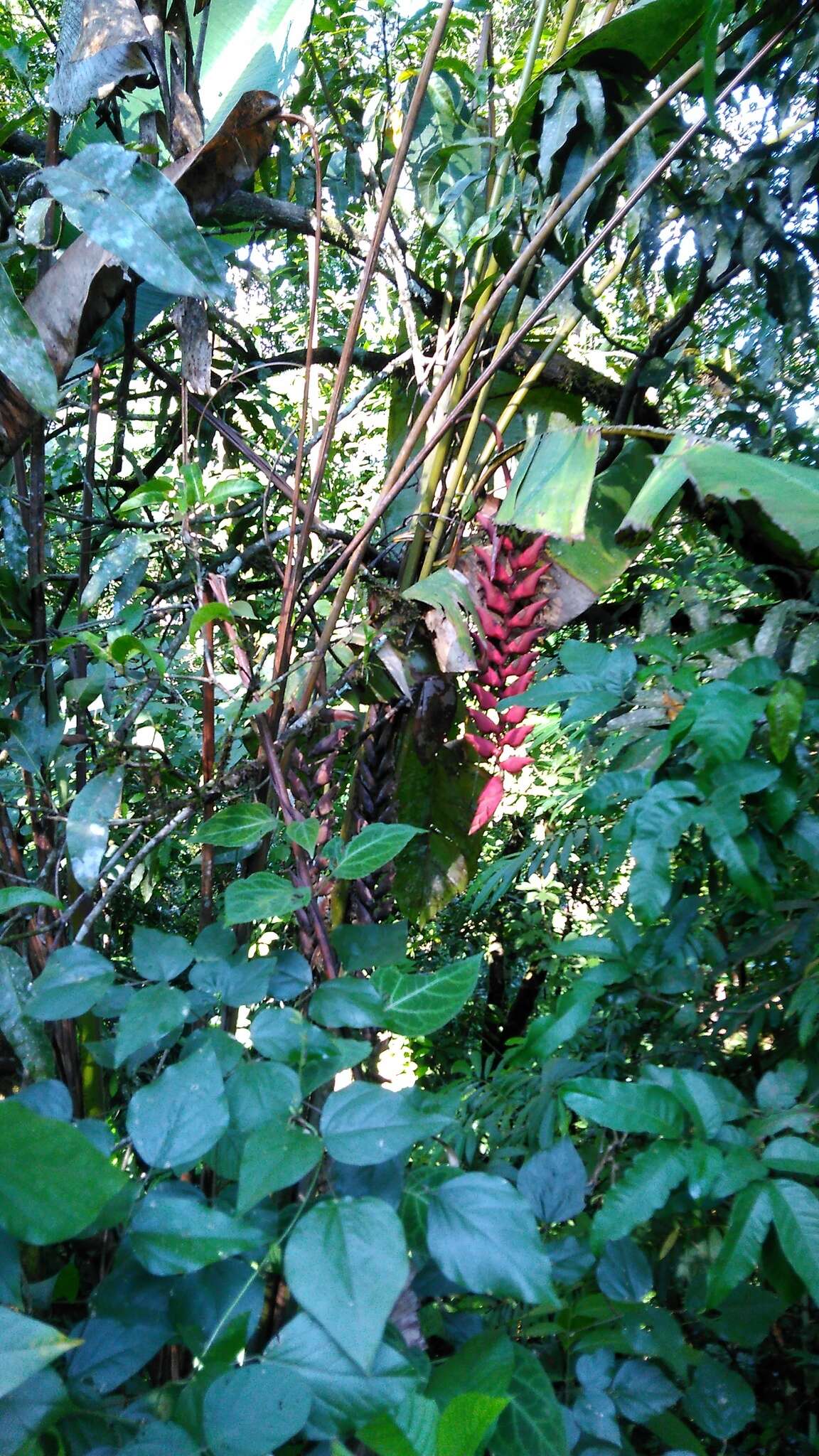 Image of Heliconia stilesii W. J. Kress