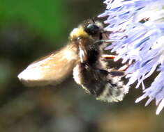 صورة Bombus occidentalis Greene 1858