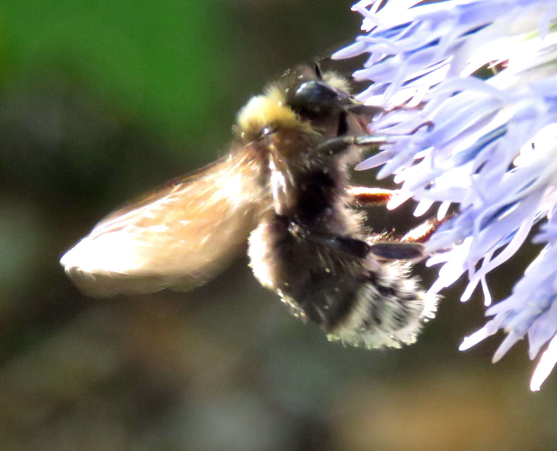 صورة Bombus occidentalis Greene 1858