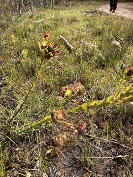 Image of Leucadendron stelligerum I. Williams