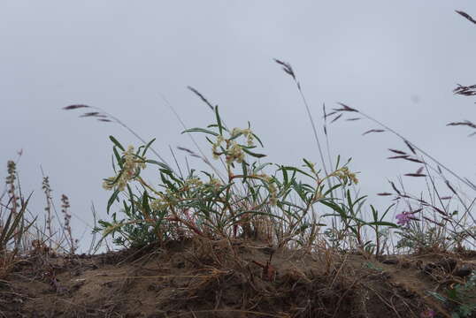 Слика од Koenigia ocreata (L.) T. M. Schust. & Reveal