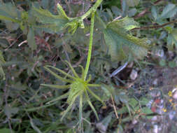 Image of desert rosemallow