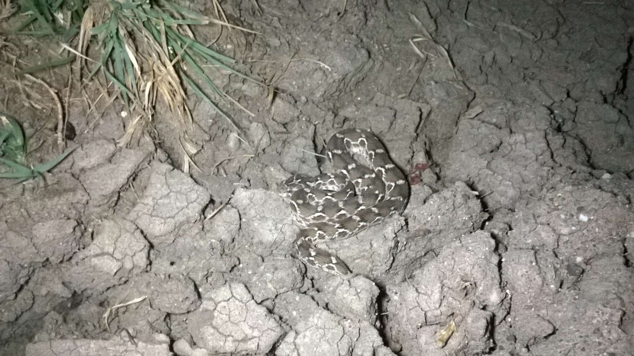 Image of Saw-scaled Viper