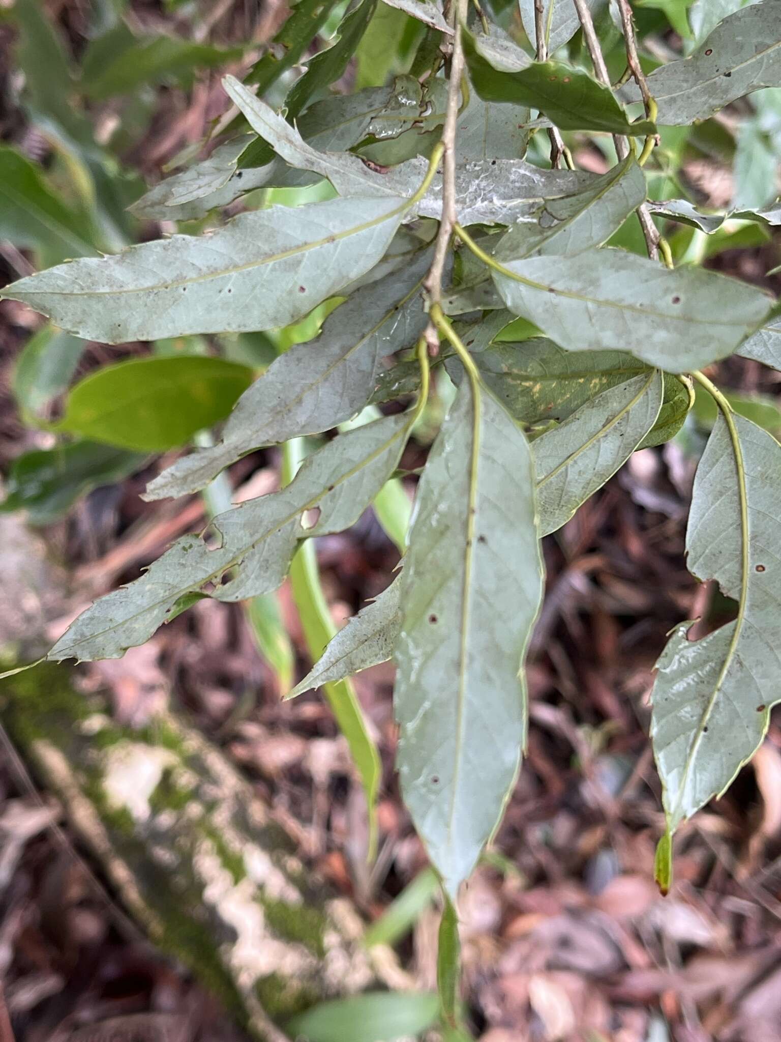 Image of Quercus salicina Blume