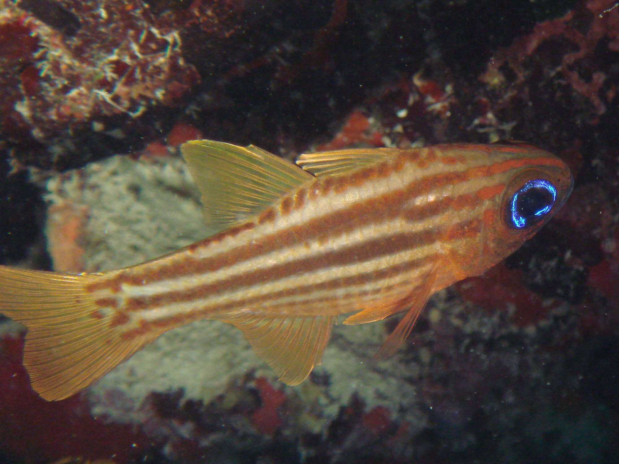 Image of Blue-eye cardinalfish