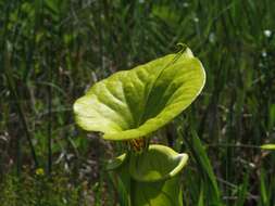 Image of Yellow pitcher plant