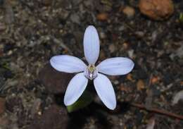 Image of Caladenia ixioides Lindl.