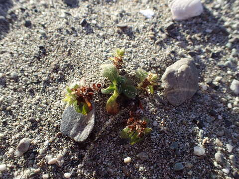 Image of Myosotis antarctica var. traillii Kirk