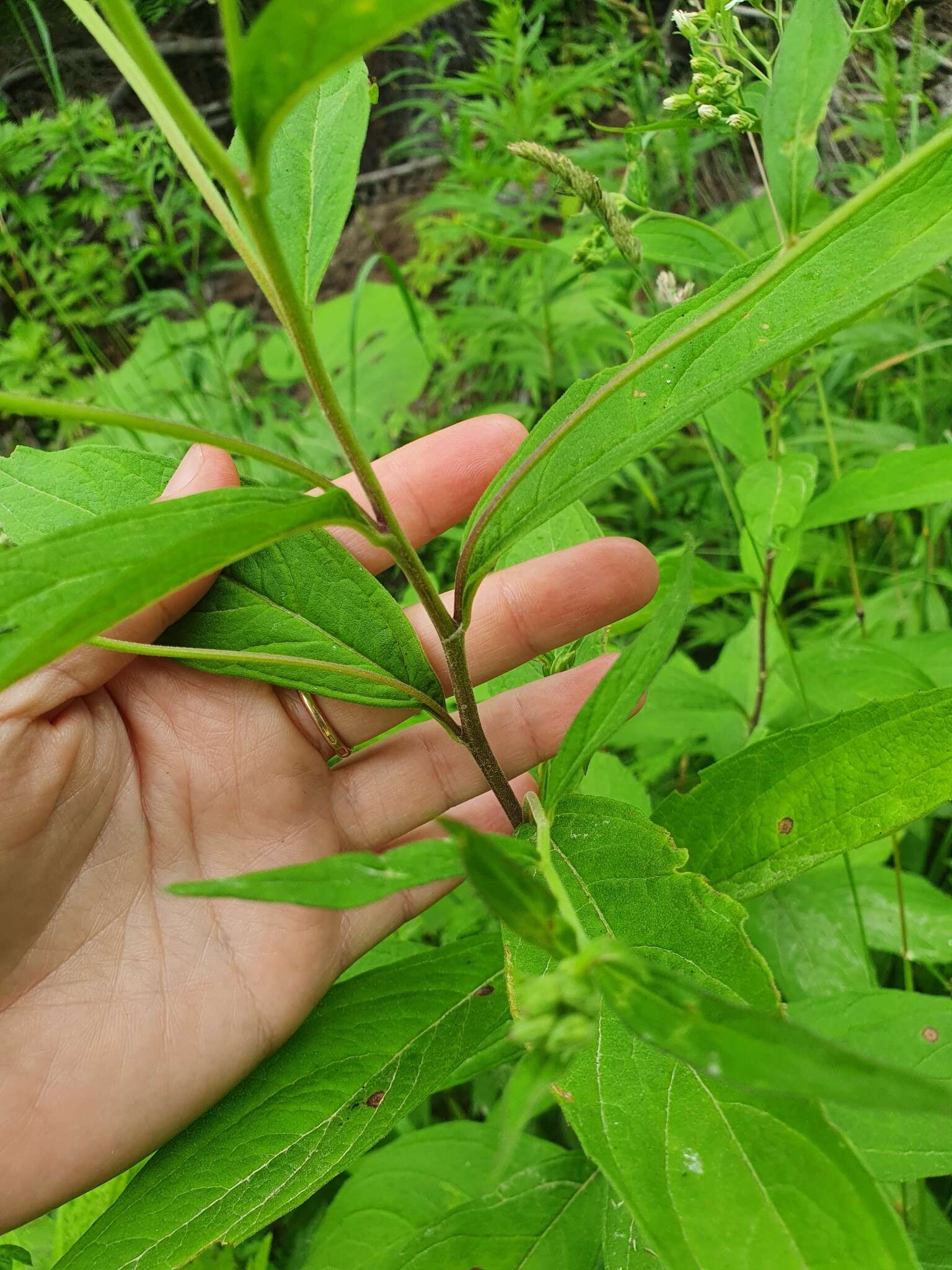 Image of Aster glehnii