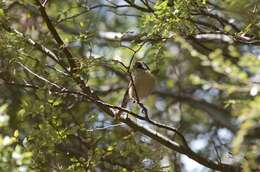 Image of Brown Creeper