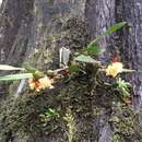 Image of Maxillaria pseudoneglecta J. T. Atwood