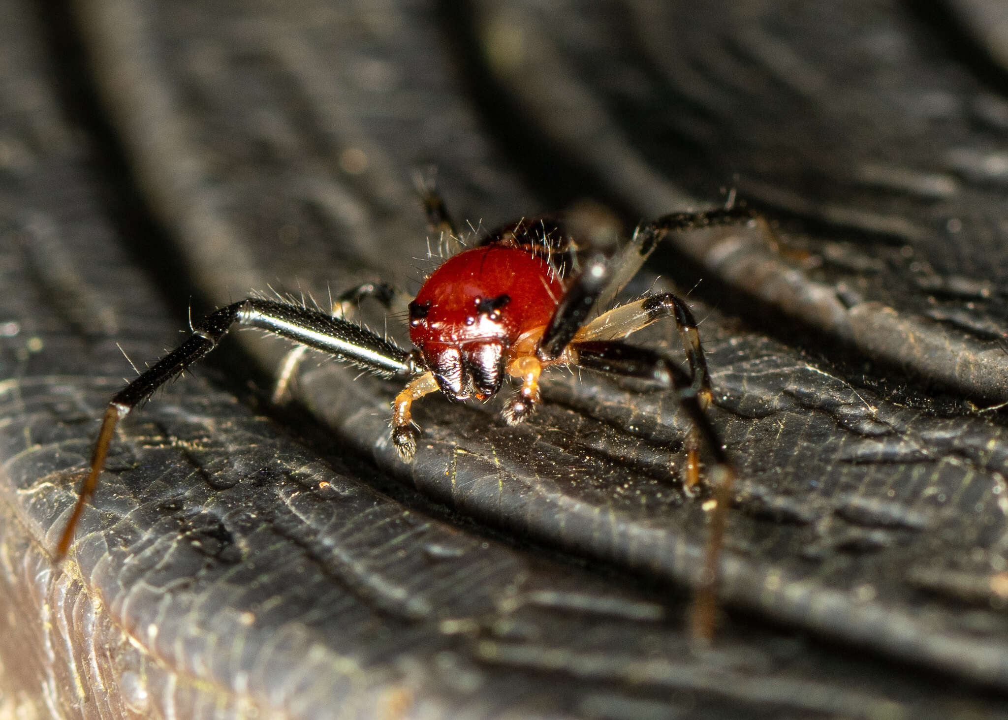 Image of Brown Flower Spider