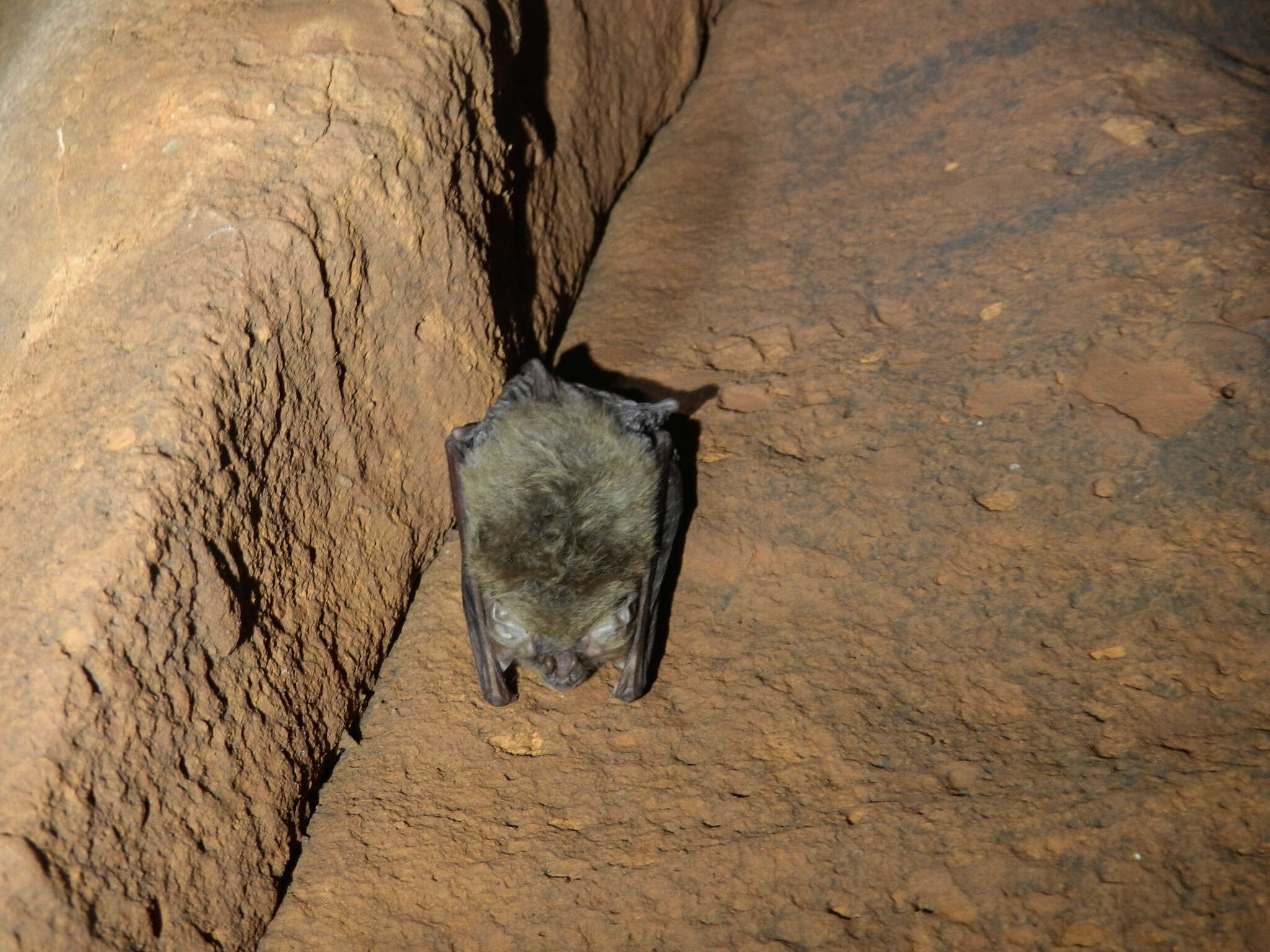 Image of Ozark big-eared bat