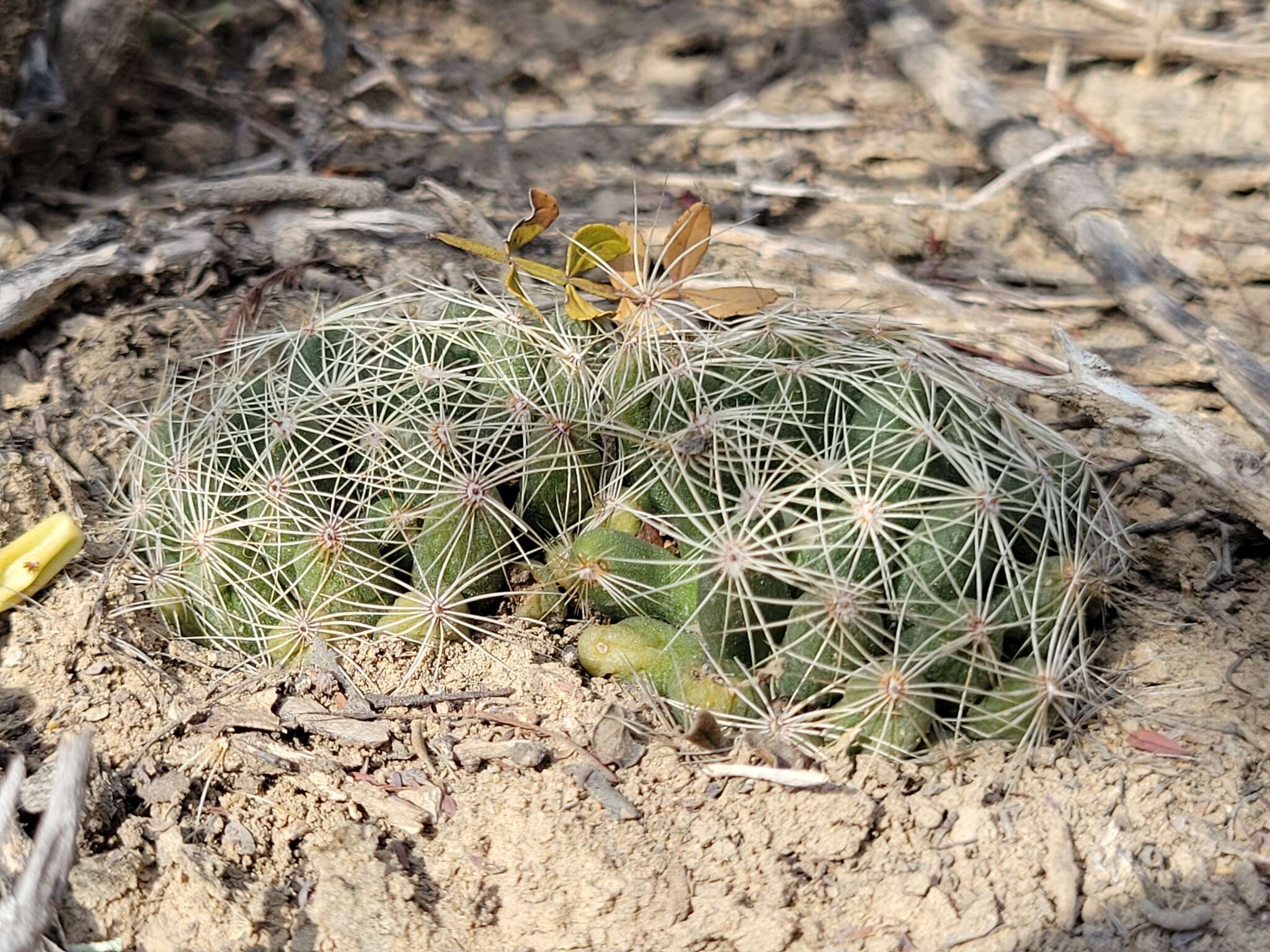 Image of longmamma nipple cactus