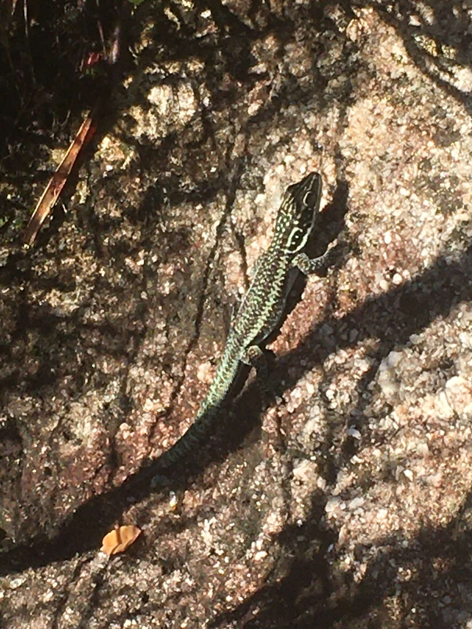 Image of Barbour's day gecko