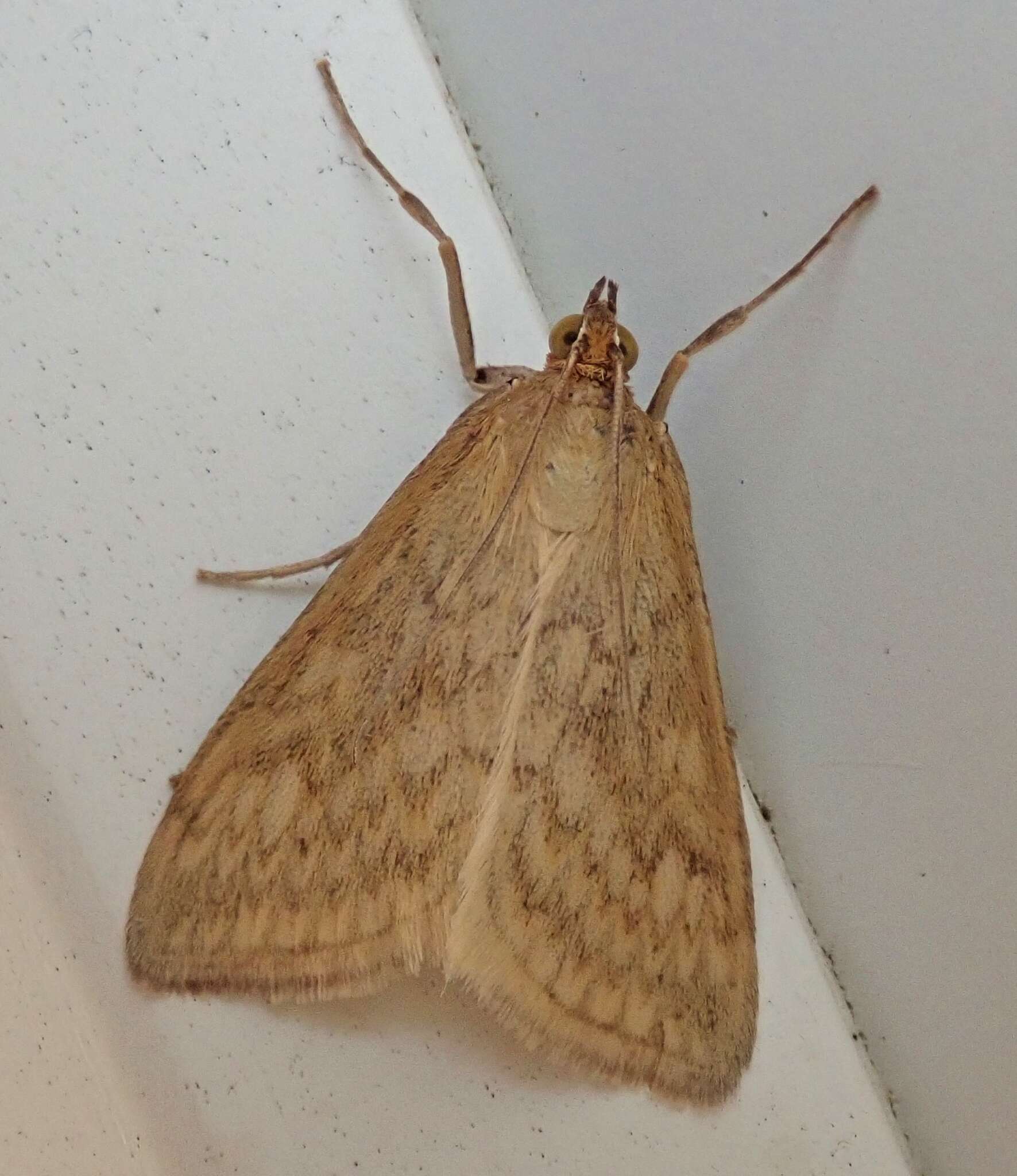 Image of Sitochroa Moth