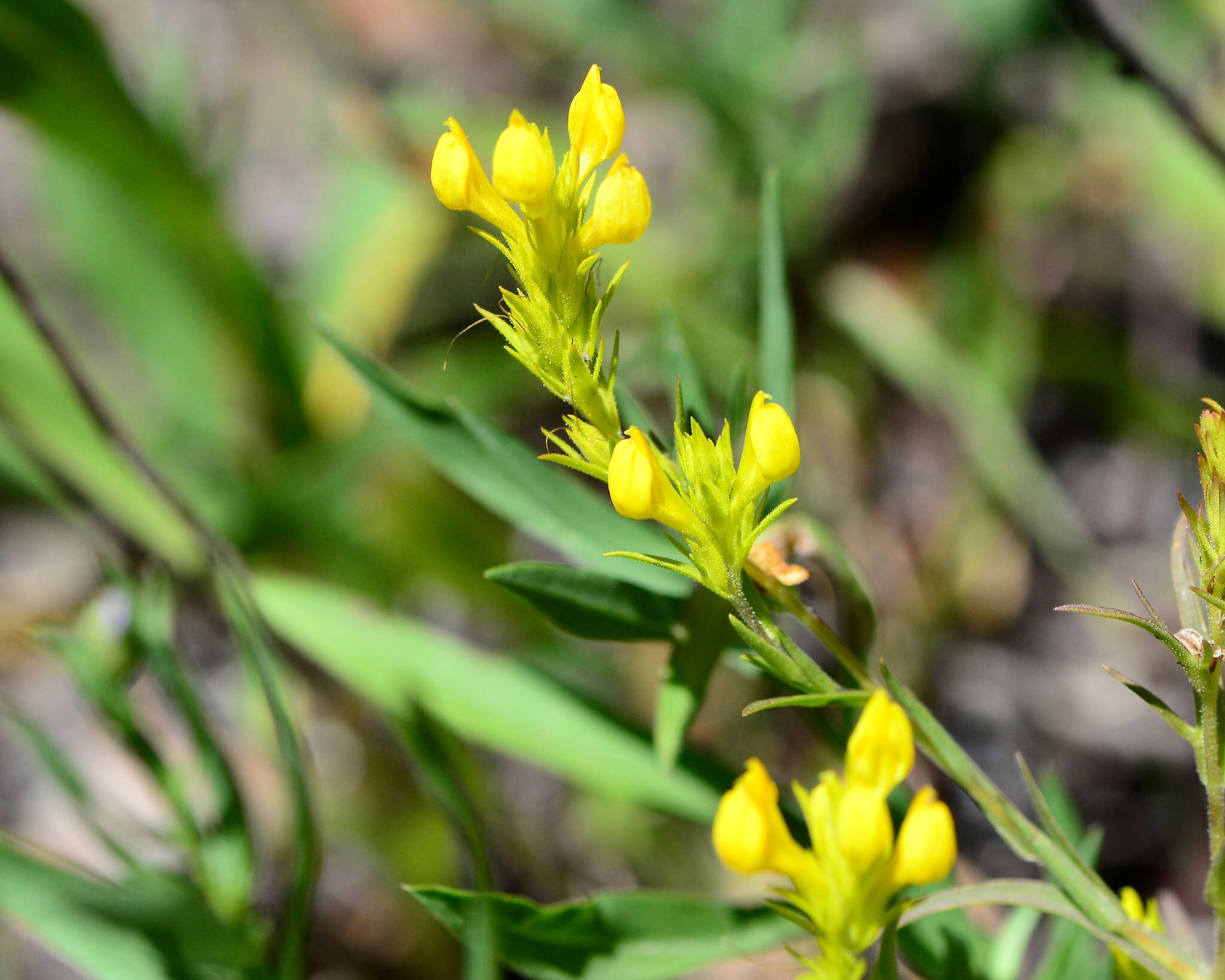 Image of Tolmie's owl's-clover