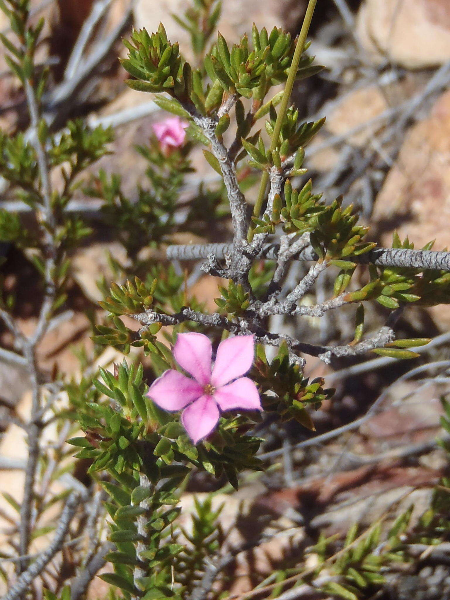 Image of Acmadenia maculata I. Williams