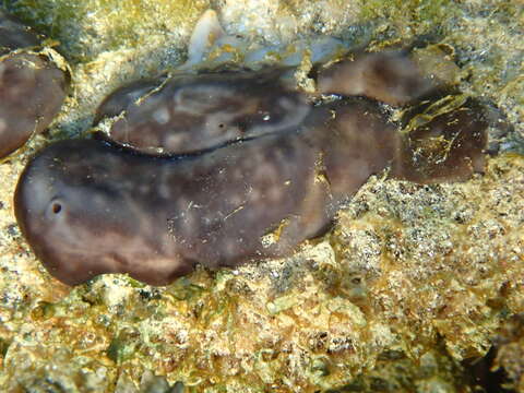 Image of Chondrosiida Boury-Esnault & Lopes 1985