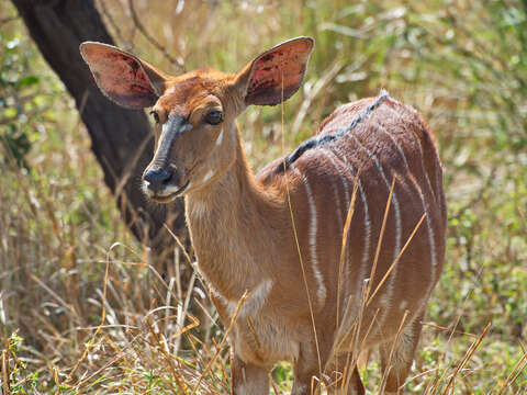 Image of Nyala