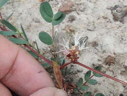 Image of dwarf stickpea