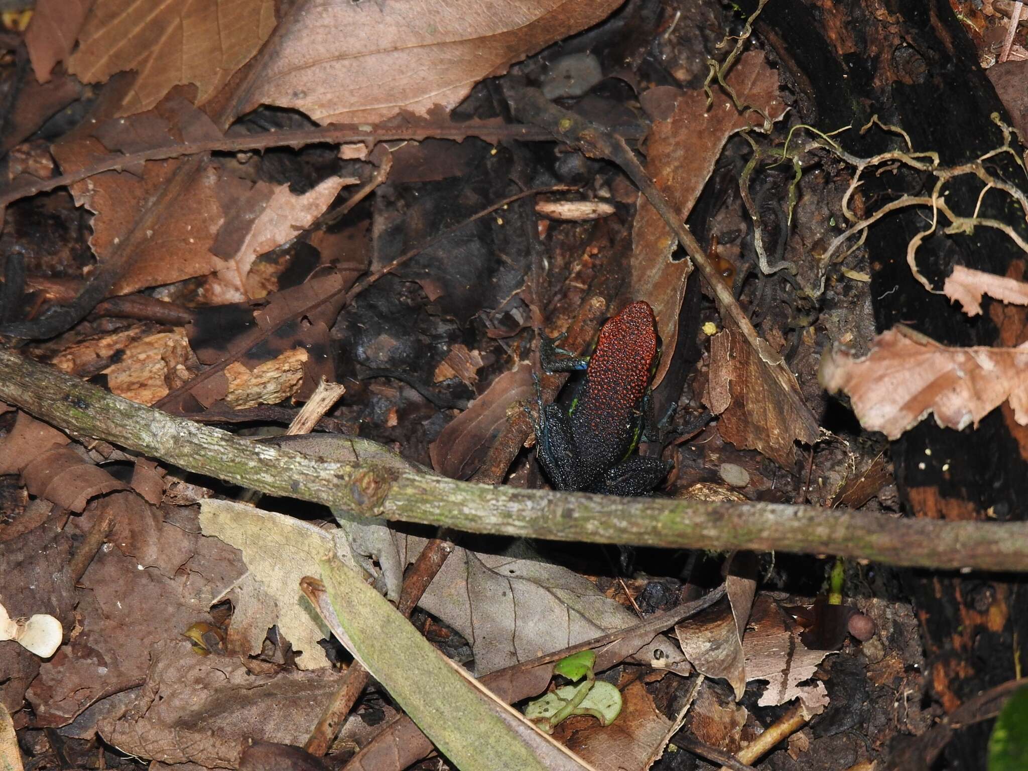 Image of Manu Poison Frog