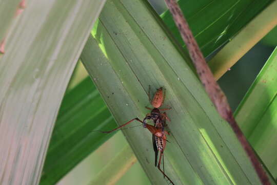 Image of Bavia sexpunctata (Doleschall 1859)