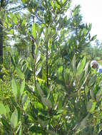 Imagem de Persea palustris Sarg.