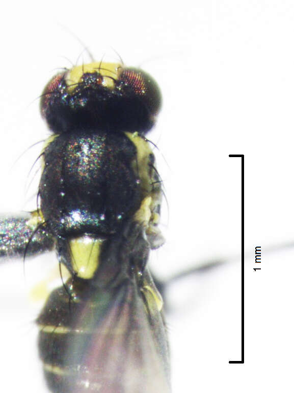 Image of Liriomyza watti Spencer 1976