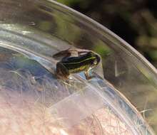 Image of Cape Flats Frog