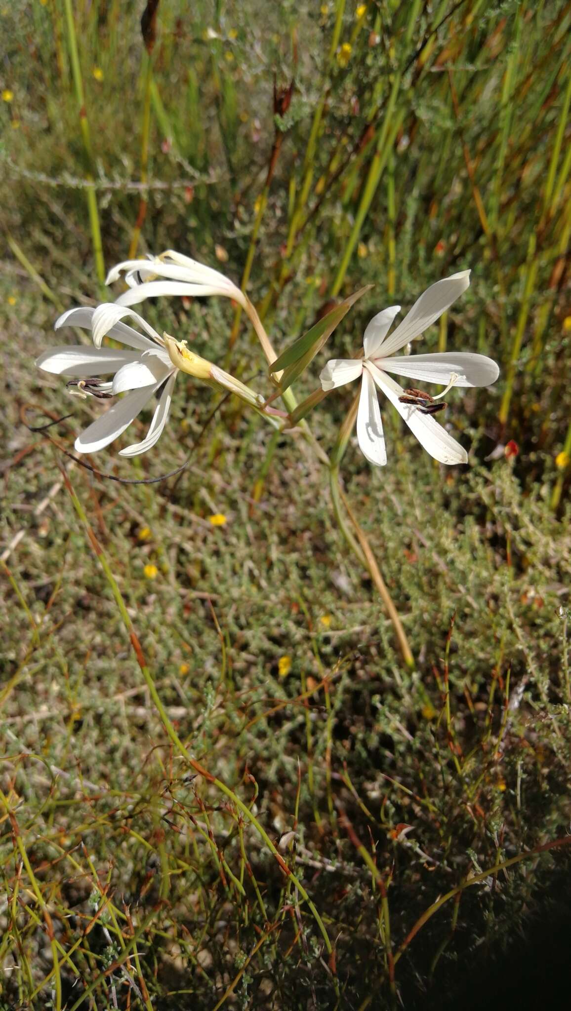 Image of Geissorhiza confusa Goldblatt